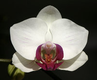 orchidee (38)