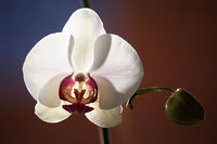 orchidee (34)