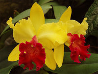 orchidee (44)