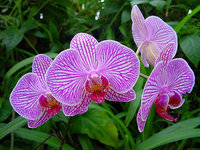 orchidee (48)