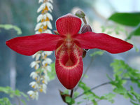 orchidee (33)