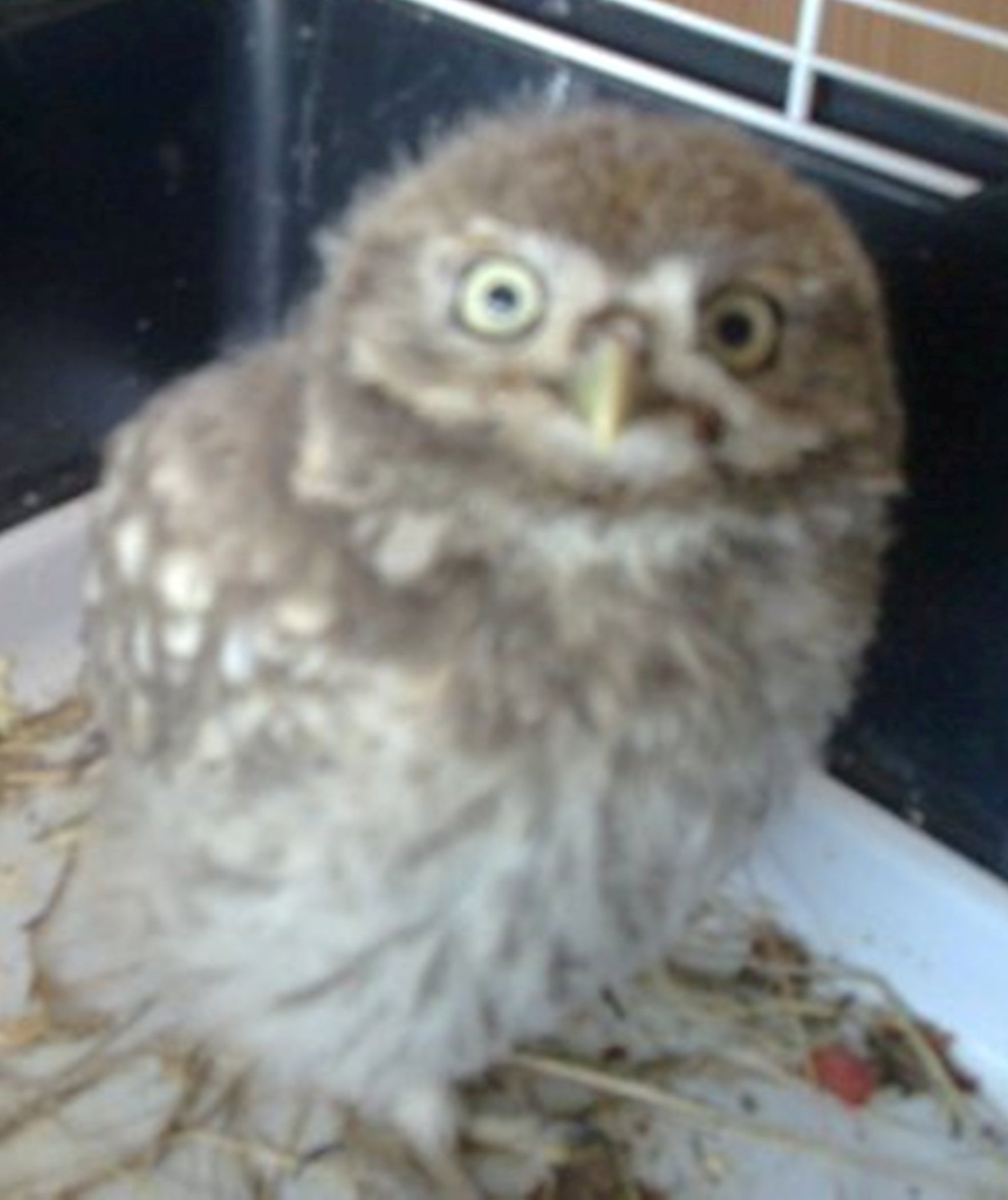 Urgent Bebe Rapace Trouve Oiseaux Forum Animaux Doctissimo Urgent Bebe Rapace Trouve Oiseaux Forum Animaux Doctissimo