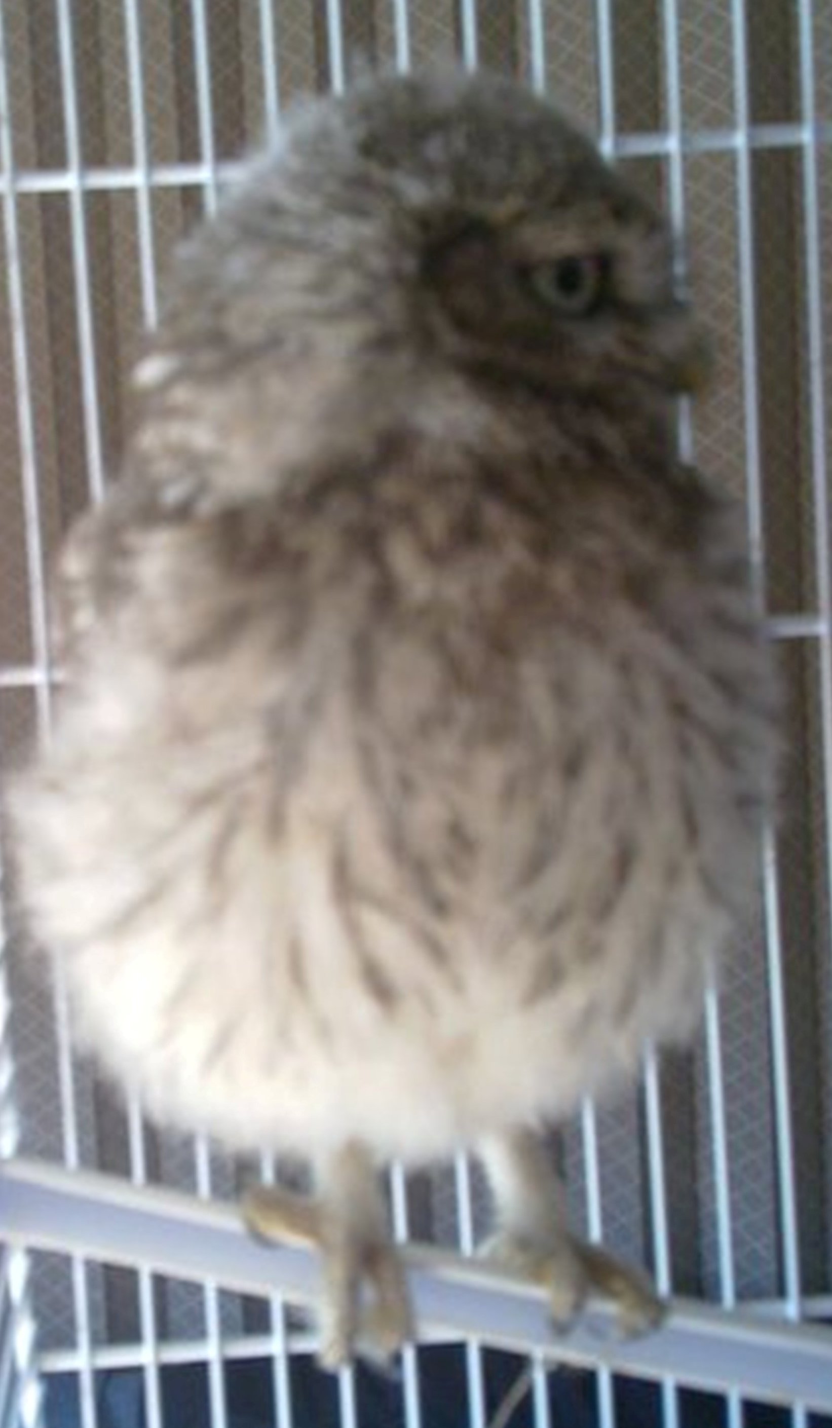 Urgent Bebe Rapace Trouve Oiseaux Forum Animaux Doctissimo Urgent Bebe Rapace Trouve Oiseaux Forum Animaux Doctissimo