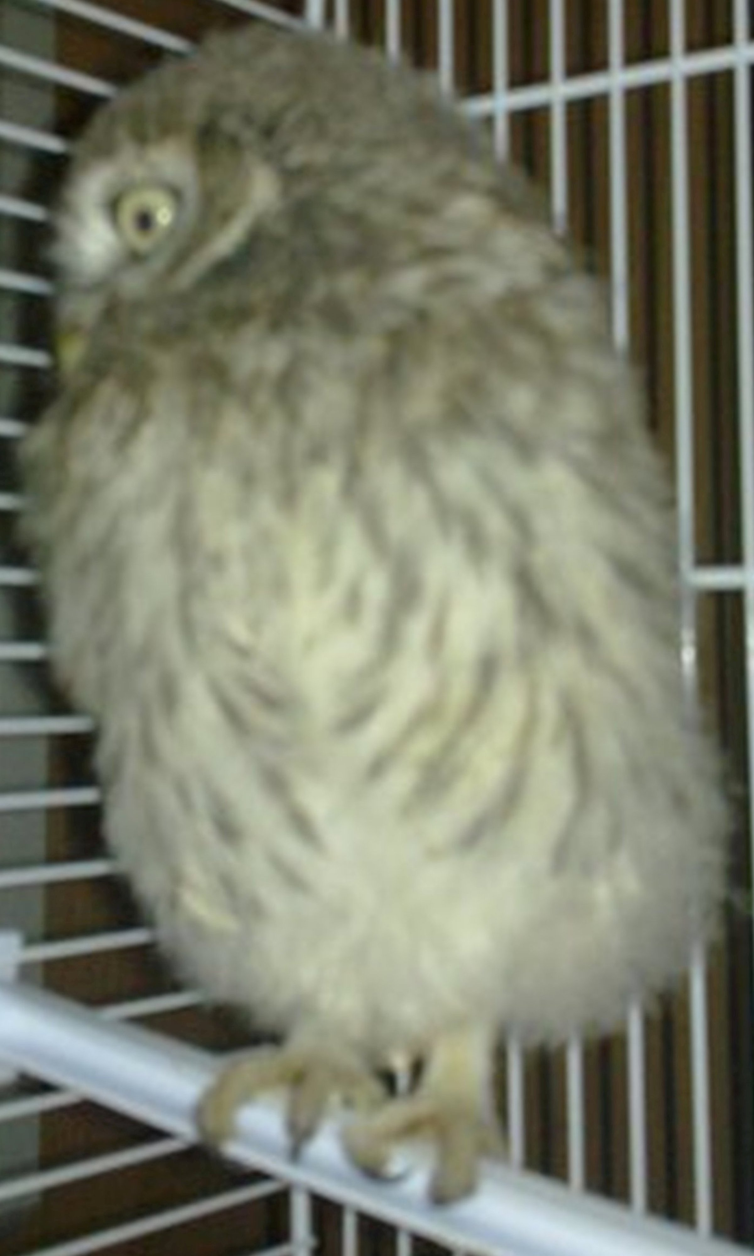 Urgent Bebe Rapace Trouve Oiseaux Forum Animaux Doctissimo Urgent Bebe Rapace Trouve Oiseaux Forum Animaux Doctissimo