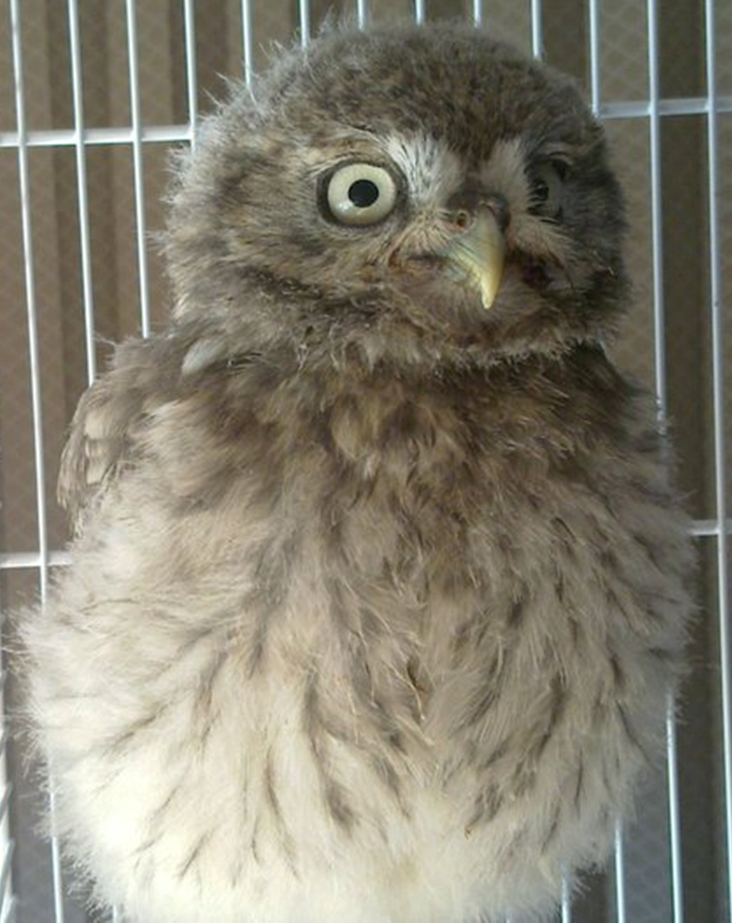 Urgent Bebe Rapace Trouve Oiseaux Forum Animaux Doctissimo