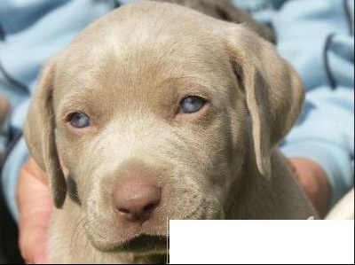 Avis Sur Croise Braque De Weimar Labrador Chiens Forum Animaux Doctissimo