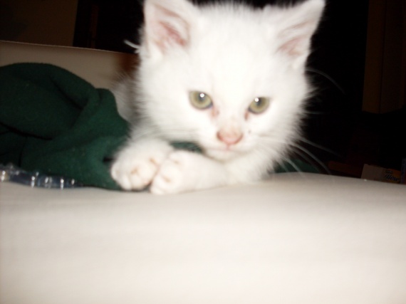 Comment Savoir Si Un Chat Va Bientot Accoucher comment savoir si mon chat m'aime vraiment? - Chats - FORUM Animaux