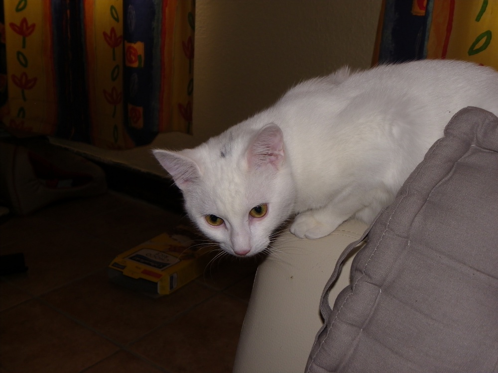 Pas De Poils Au Dessus Des Yeux Chats Forum Animaux Doctissimo Pas De Poils Au Dessus Des Yeux Chats Forum Animaux Doctissimo