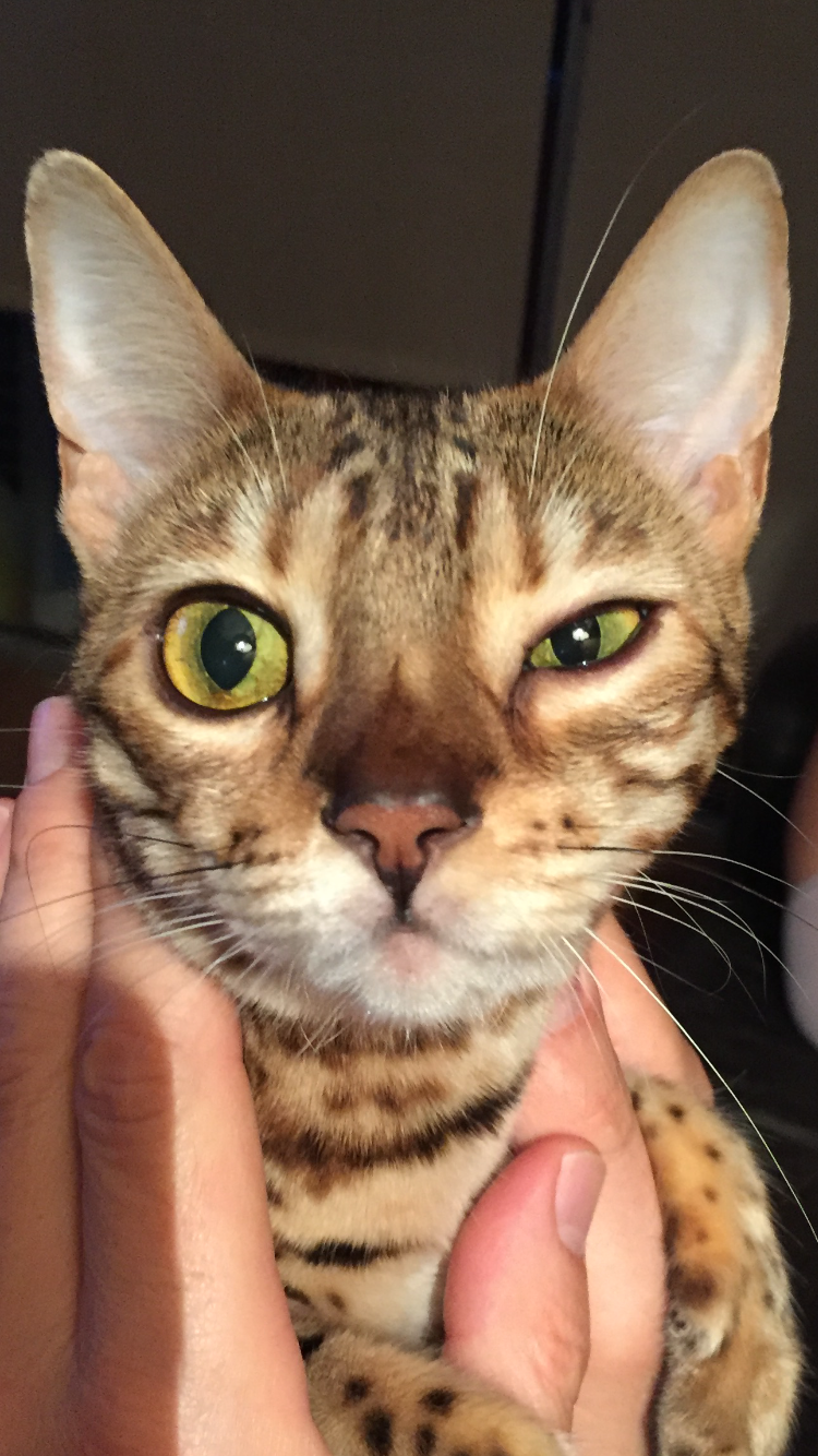 Ma Minette Ferme Un Seul De Ses Yeux La Sante De Votre Chat Chats Forum Animaux Doctissimo Ma Minette Ferme Un Seul De Ses Yeux La Sante De Votre Chat Chats Forum Animaux Doctissimo