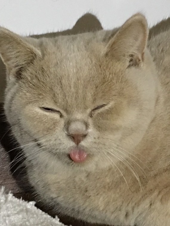 Mon chaton sort un petit peu sa langue