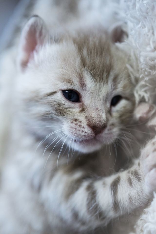 Mon Chaton A Sa Tete De Cote Chats Forum Animaux Mon Chaton A Sa Tete De Cote Chats Forum Animaux