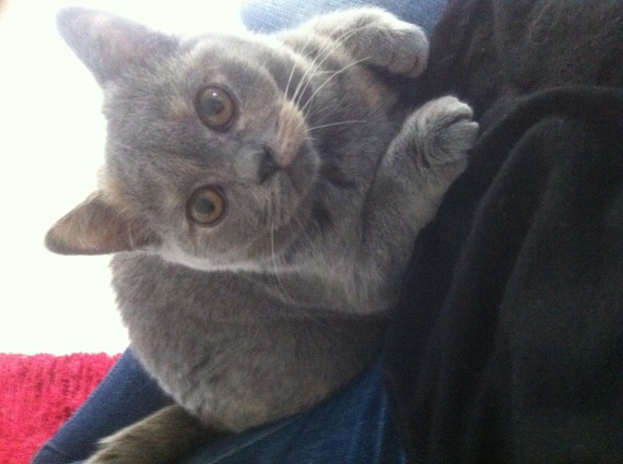 Quel Race De Chat Es Tu De quel race es mon chat ? Scottish Fold ou? - Chats - FORUM