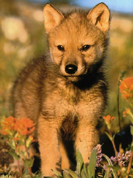 Le loup roux – Titre du site
