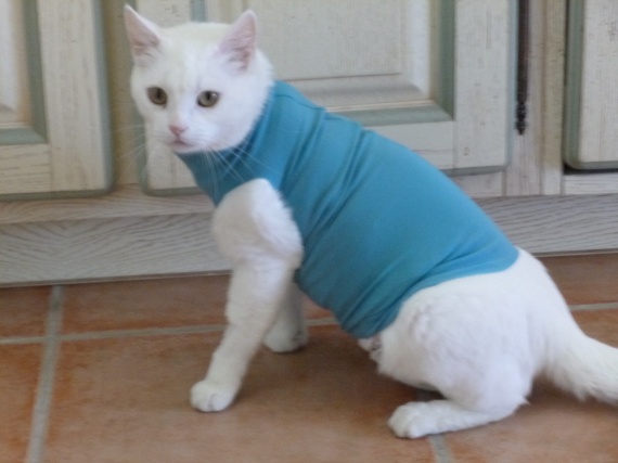 Alternative A La Collerette Alternative A La Collerette