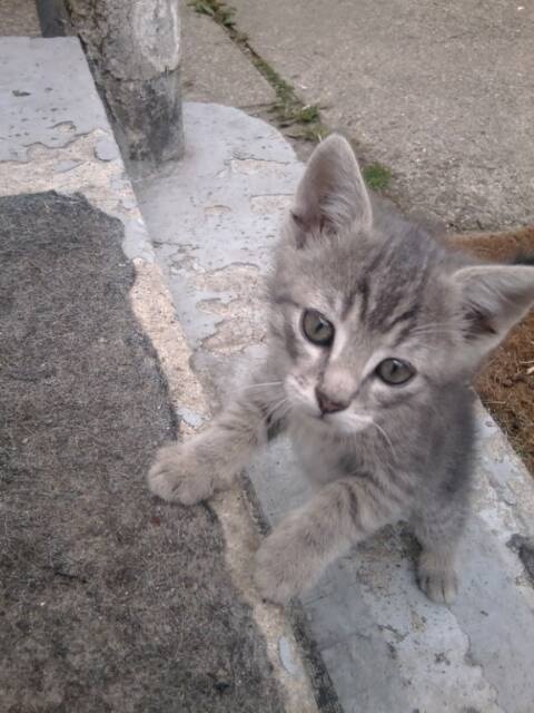 Prenom Chaton Femelle Chats Forum Animaux Doctissimo Prenom Chaton Femelle Chats Forum Animaux Doctissimo