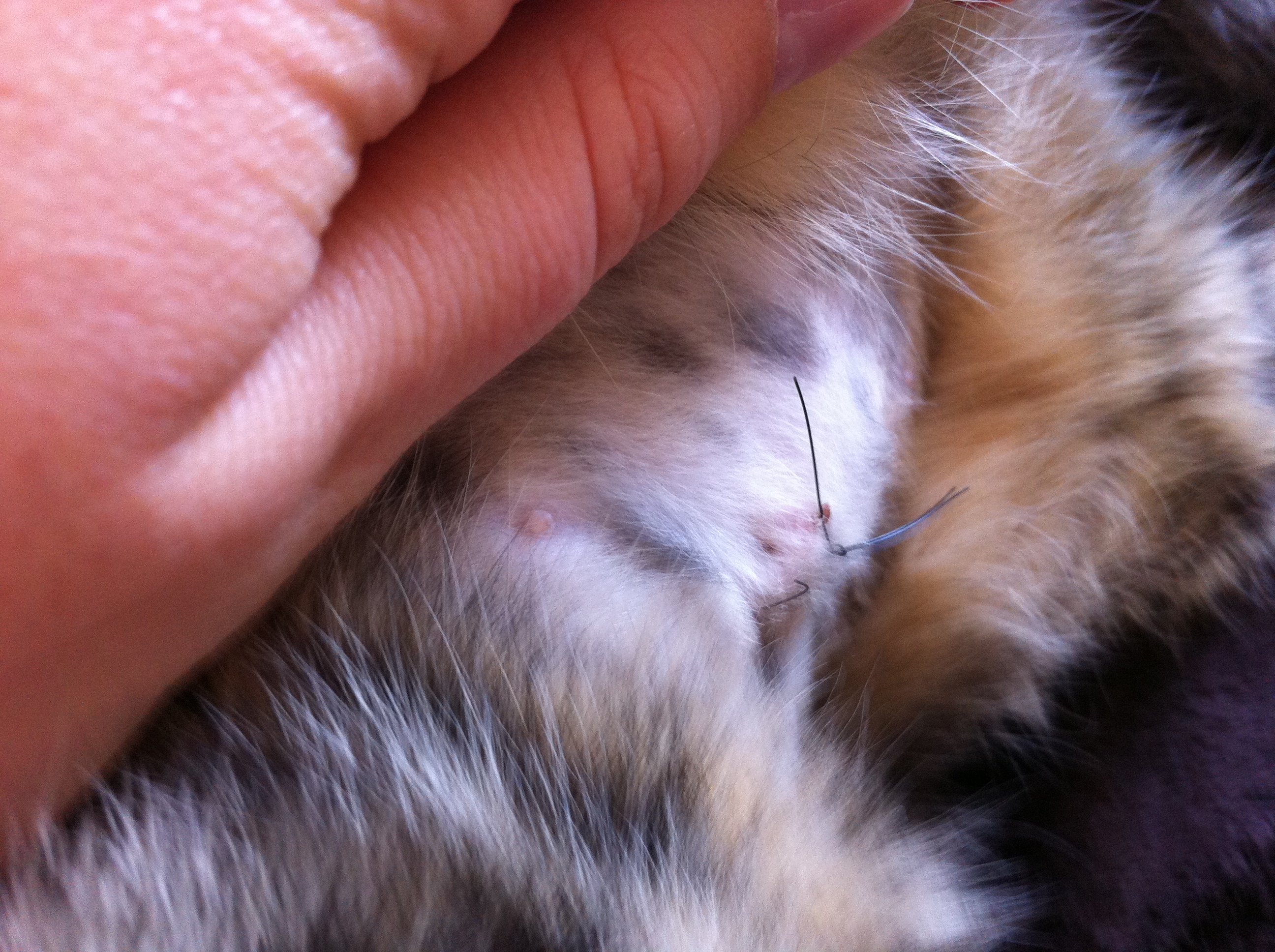 Boule En Dessous Cicatrice Apres Sterilisation Chats Forum Animaux Doctissimo Boule En Dessous Cicatrice Apres Sterilisation Chats Forum Animaux Doctissimo