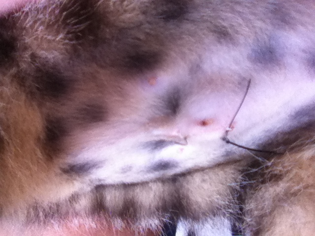 Boule En Dessous Cicatrice Apres Sterilisation Chats Forum Animaux Doctissimo Boule En Dessous Cicatrice Apres Sterilisation Chats Forum Animaux Doctissimo