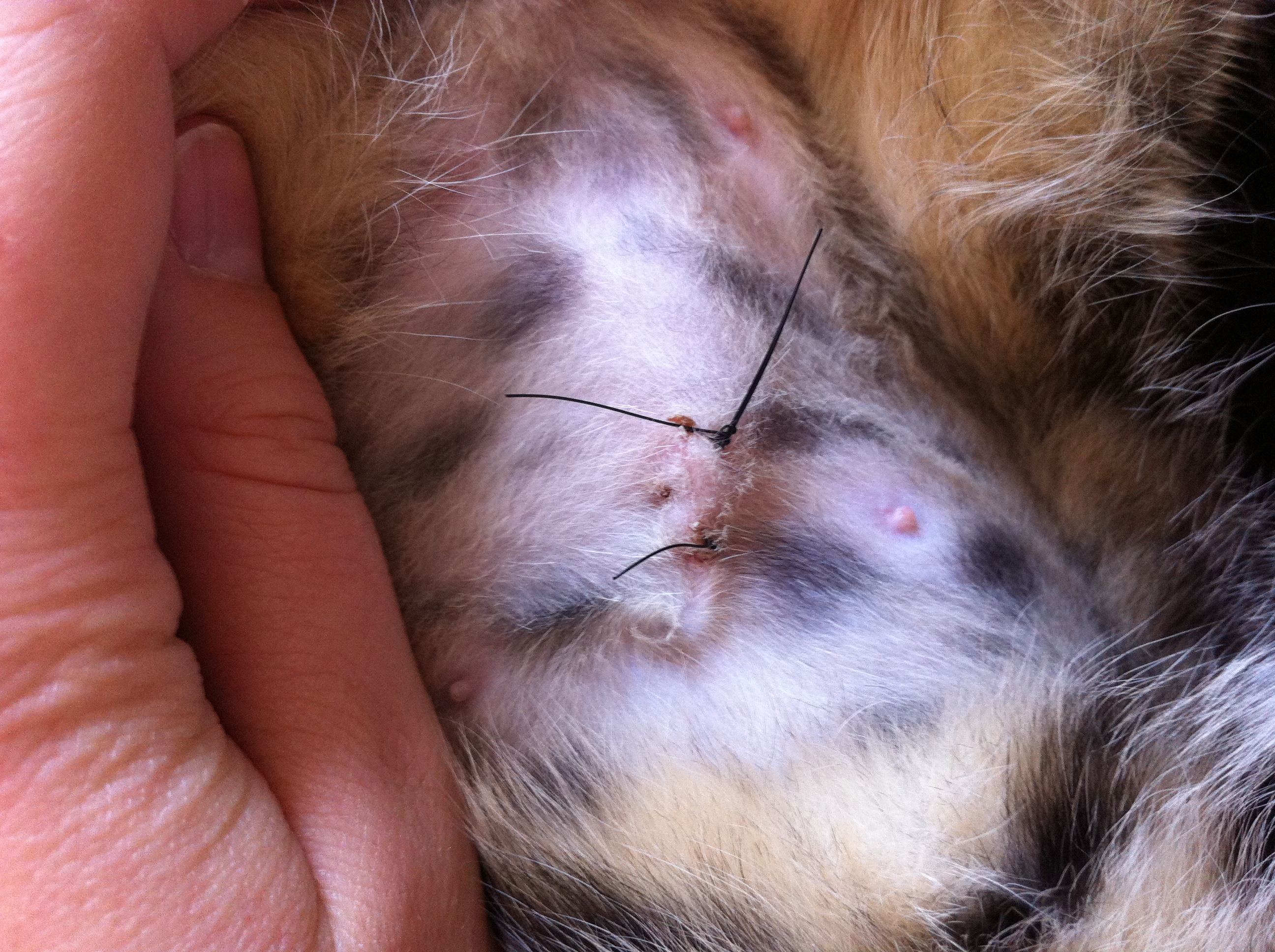 Boule En Dessous Cicatrice Apres Sterilisation Chats Forum Animaux Doctissimo