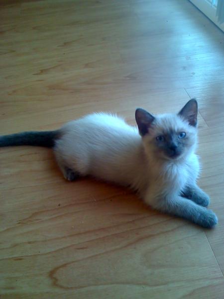 Est Ce Un Chat Siamois Applehead Chats Forum Animaux Doctissimo