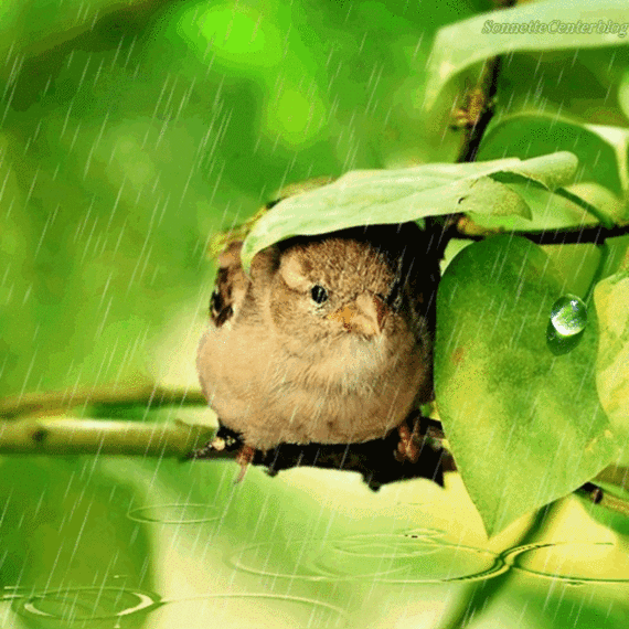 oiseau sous la pluie