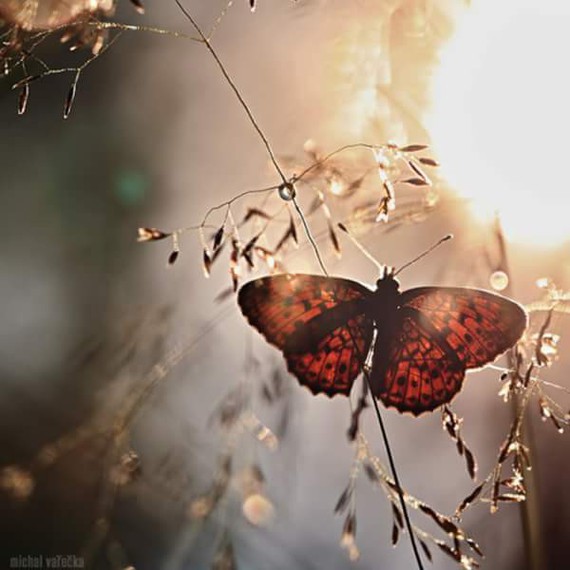 papillon blog