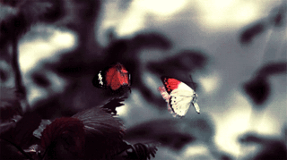 vole papillon