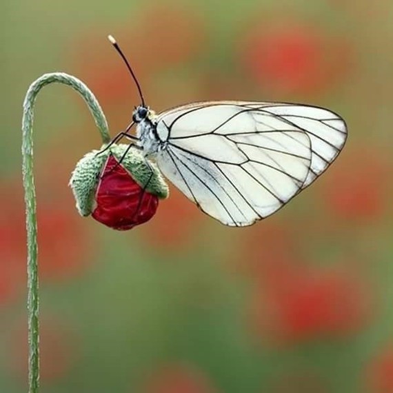 papillon coquelicot