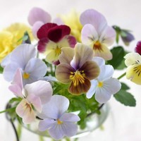 fleurs blog m