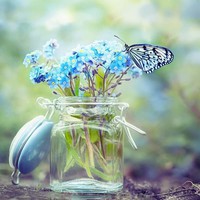 papillon fleur bleues