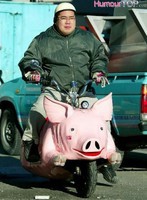 cochon scooter