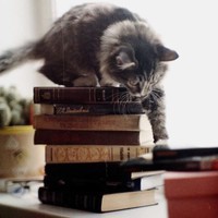 jeudi chat et livres