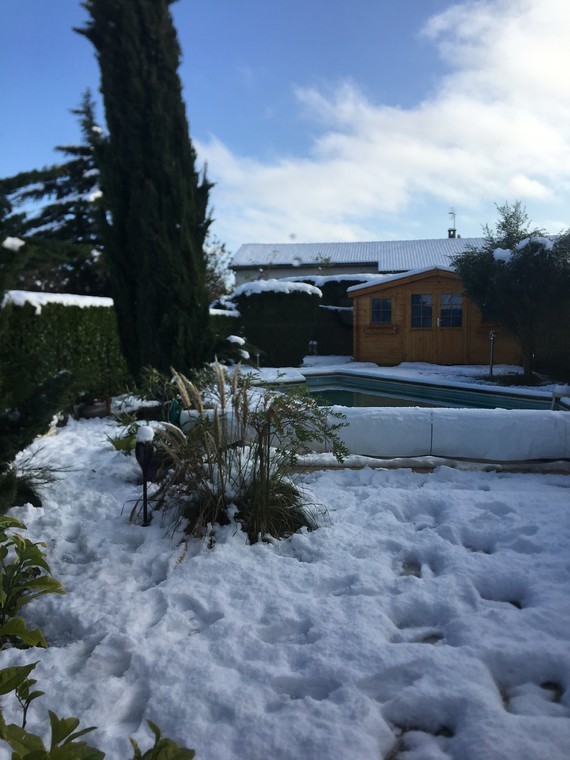 Ce matin après avoir déneigé l’olivier plié sous la neige
