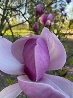 Fleur du magnolia