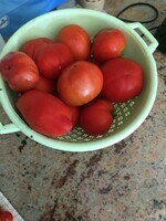 Mes premières tomates ????