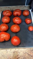 Tomates cueillies hier Mardi
