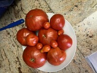 Tomates cueillies dimanche
