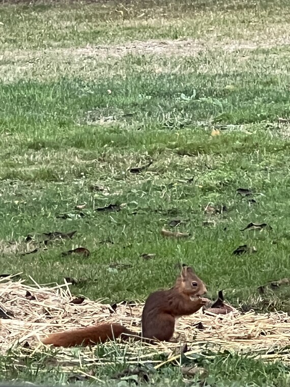Petit écureuil de chez nous au pied d’un cerisier