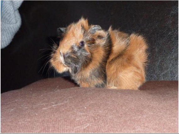 Malin Comme Un Cochon D Inde Un cochon d'inde plus que précosse sa vous parle ? - Hamsters, cochons