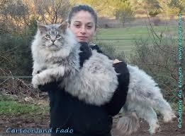 maine coon 3