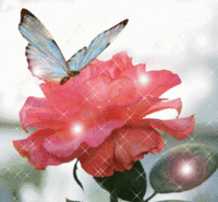 Papillon-rose