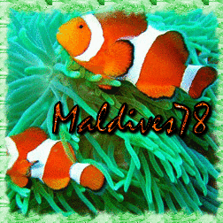 avatar maldives