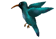 colibriturquoise