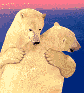 calin-ours