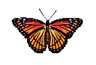 papillonbrun