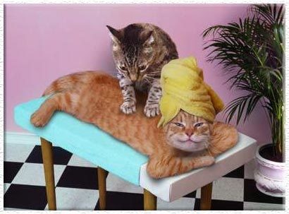 chat-massage