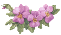 fleur-violette2