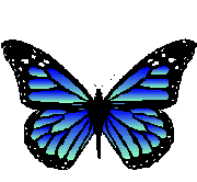 papillon-bleu1