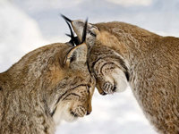 two-lynx