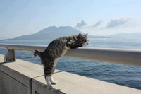 Pensive_cat