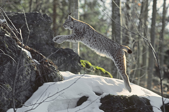 Lynx-saut